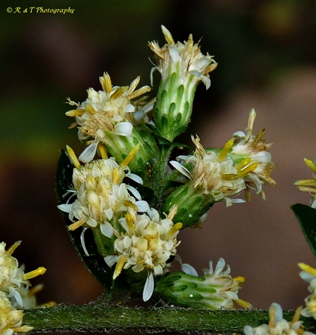{Solidago bicolor}